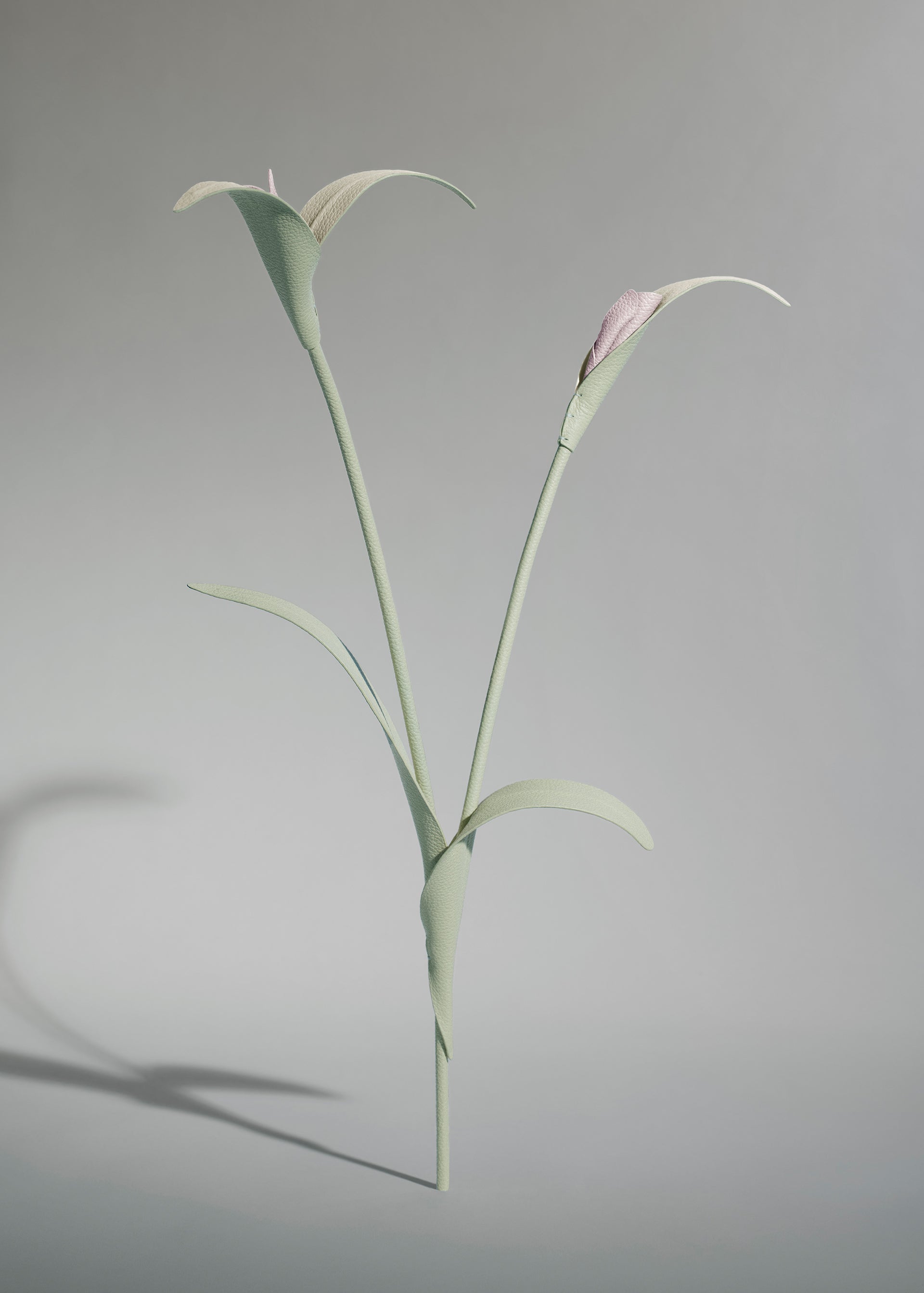 Blume Touka - Trio Mandel Fresh