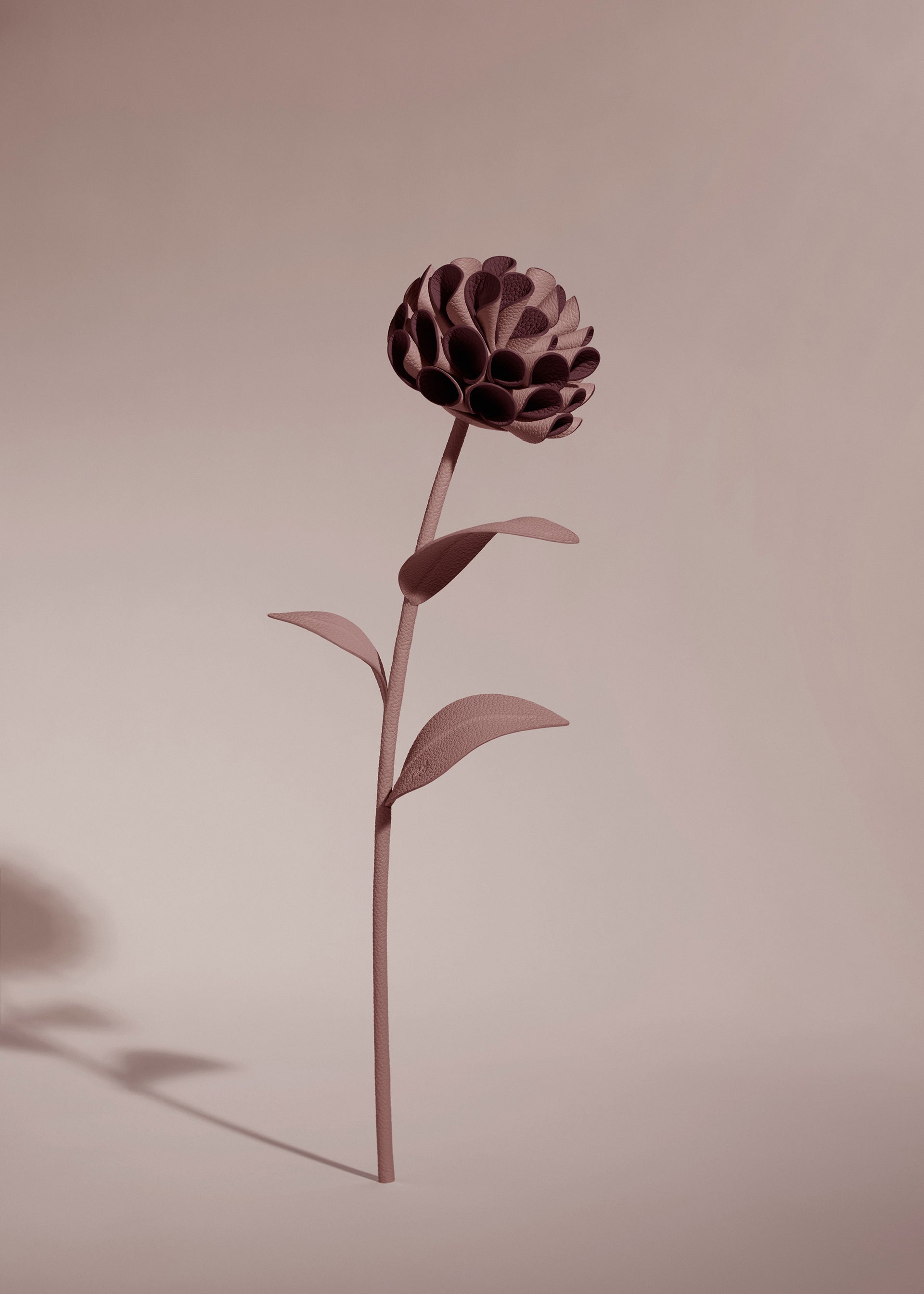 Blume Dalium - Duo Lilac