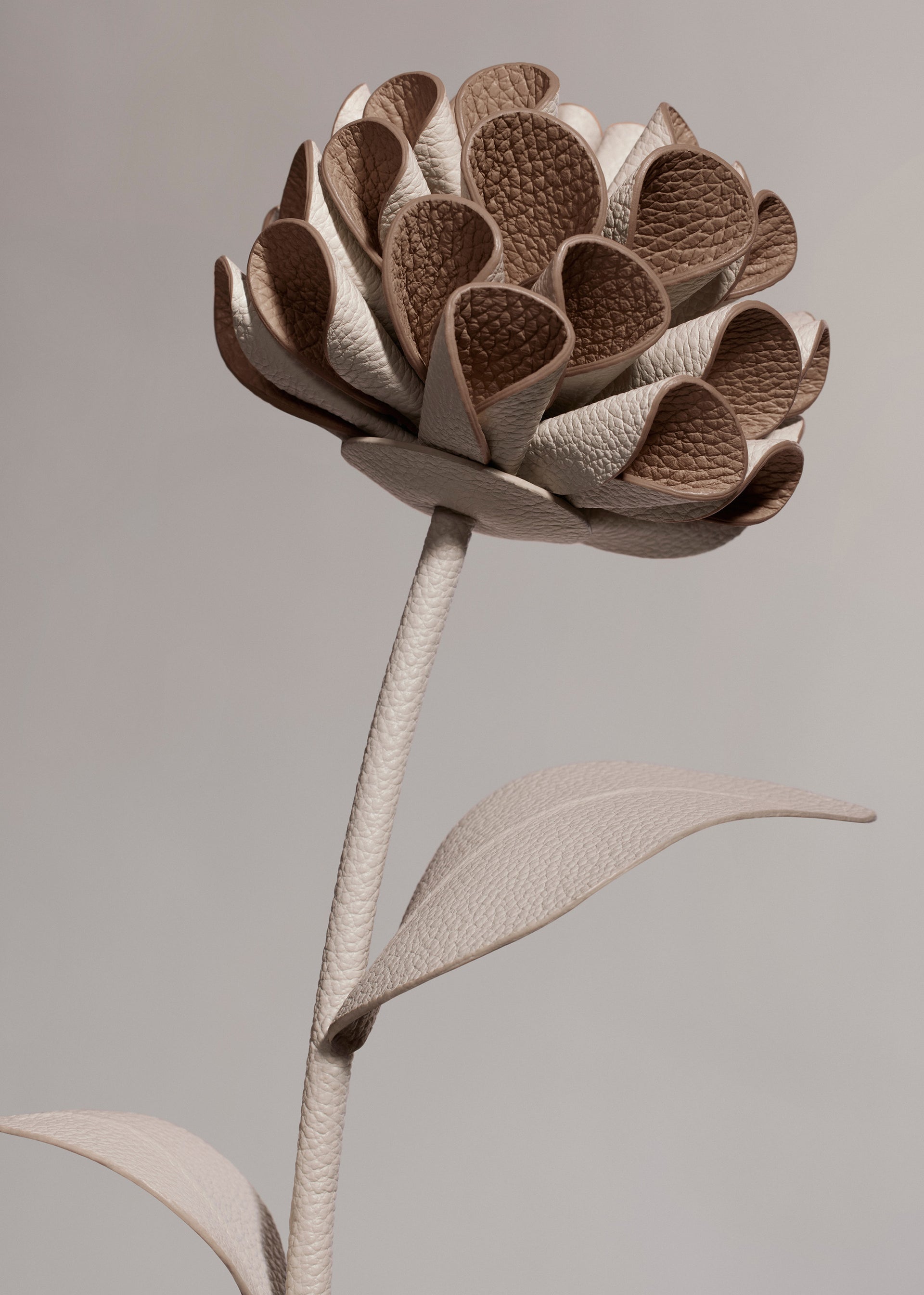 Blume Dalium - Duo Kreide