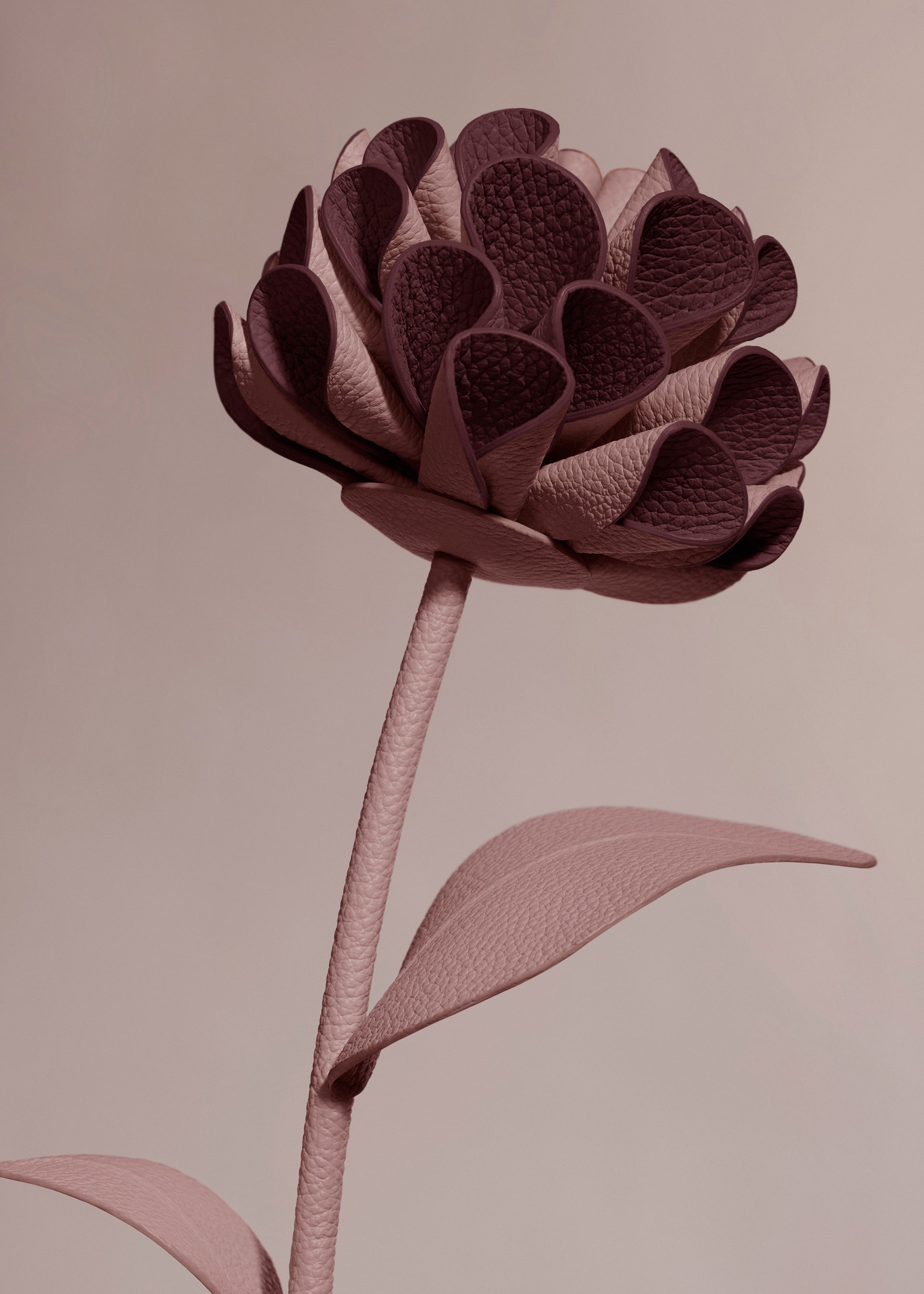 Blume Dalium - Duo Lilac