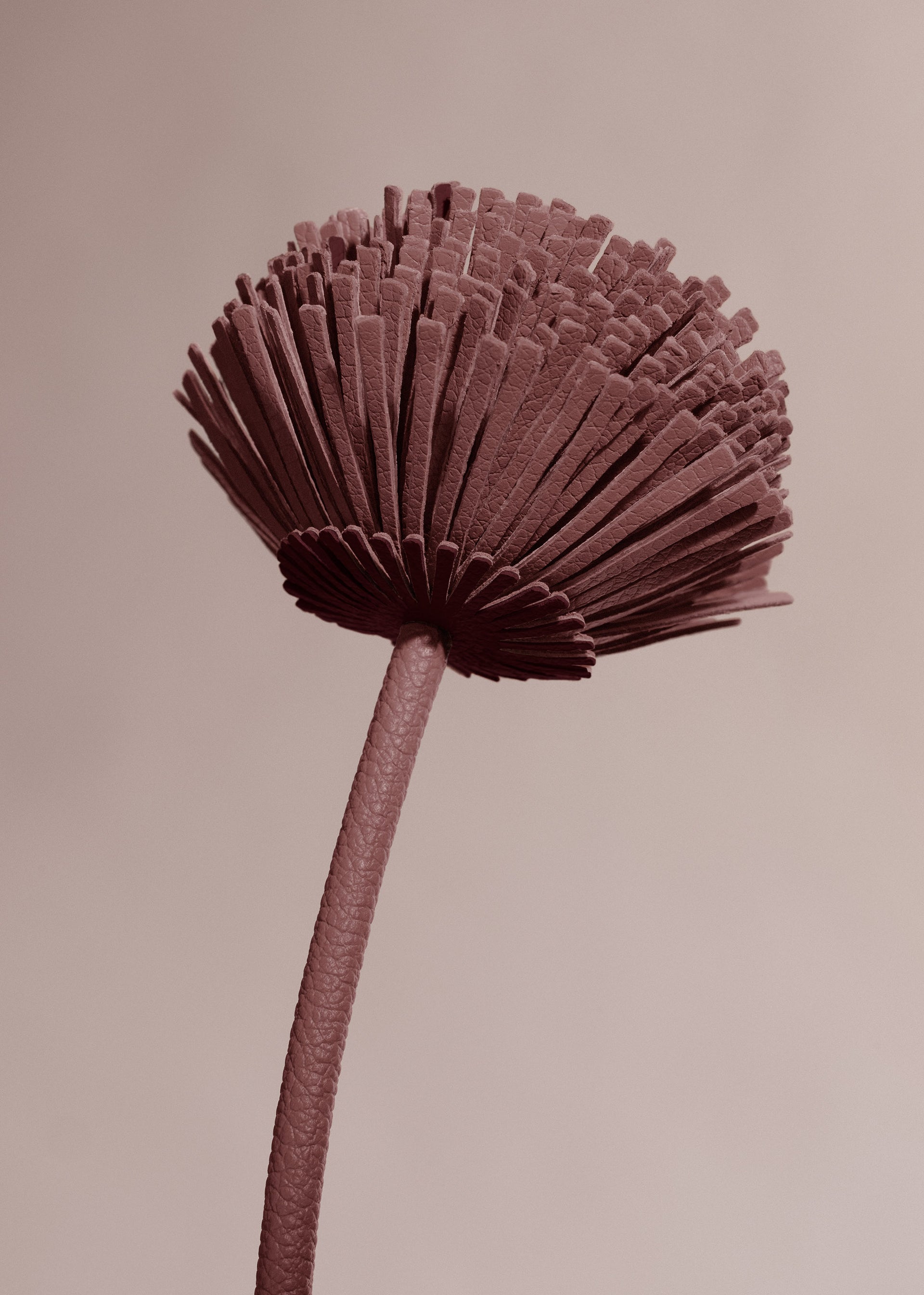 Blume Tul - Duo Lilac