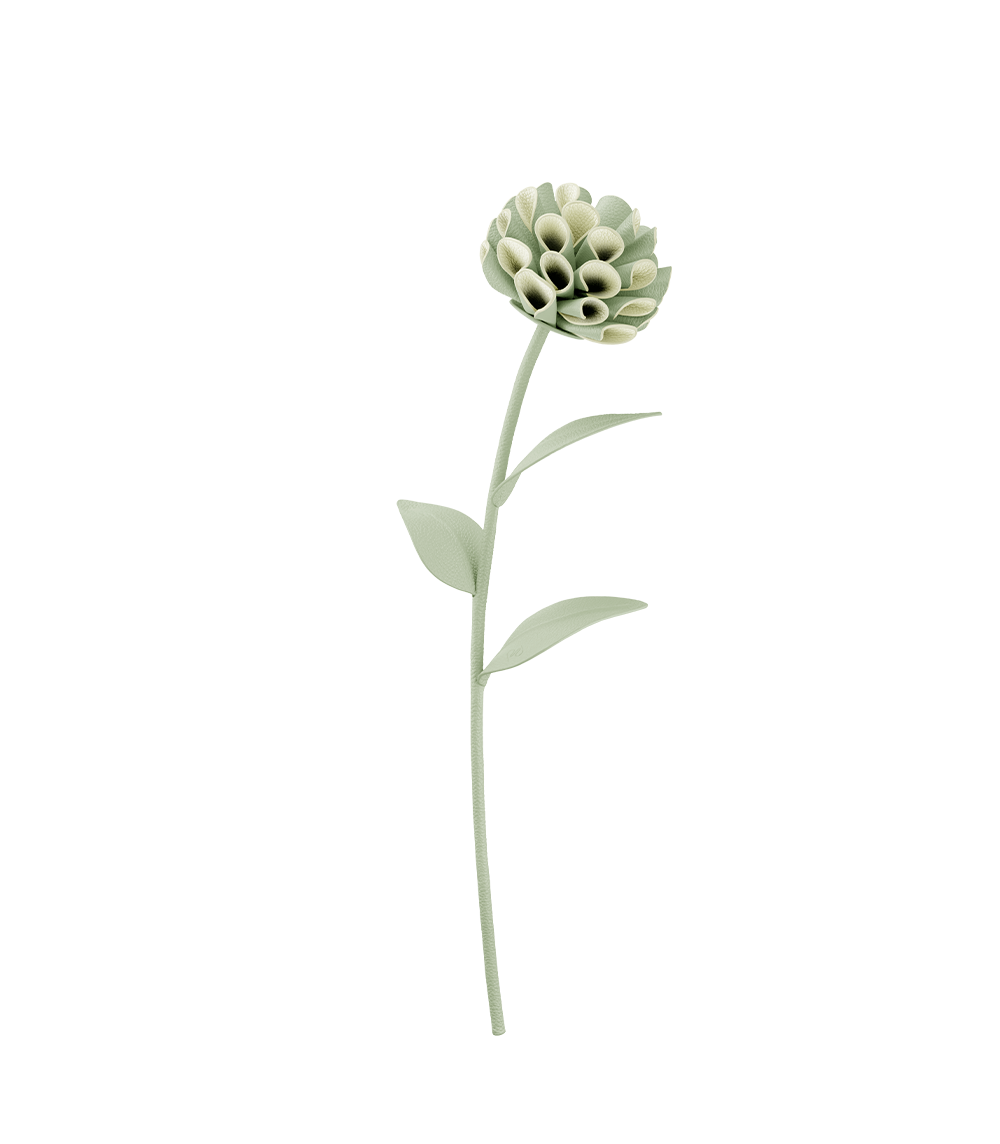 Blume Dalium - Duo Mandel Fresh