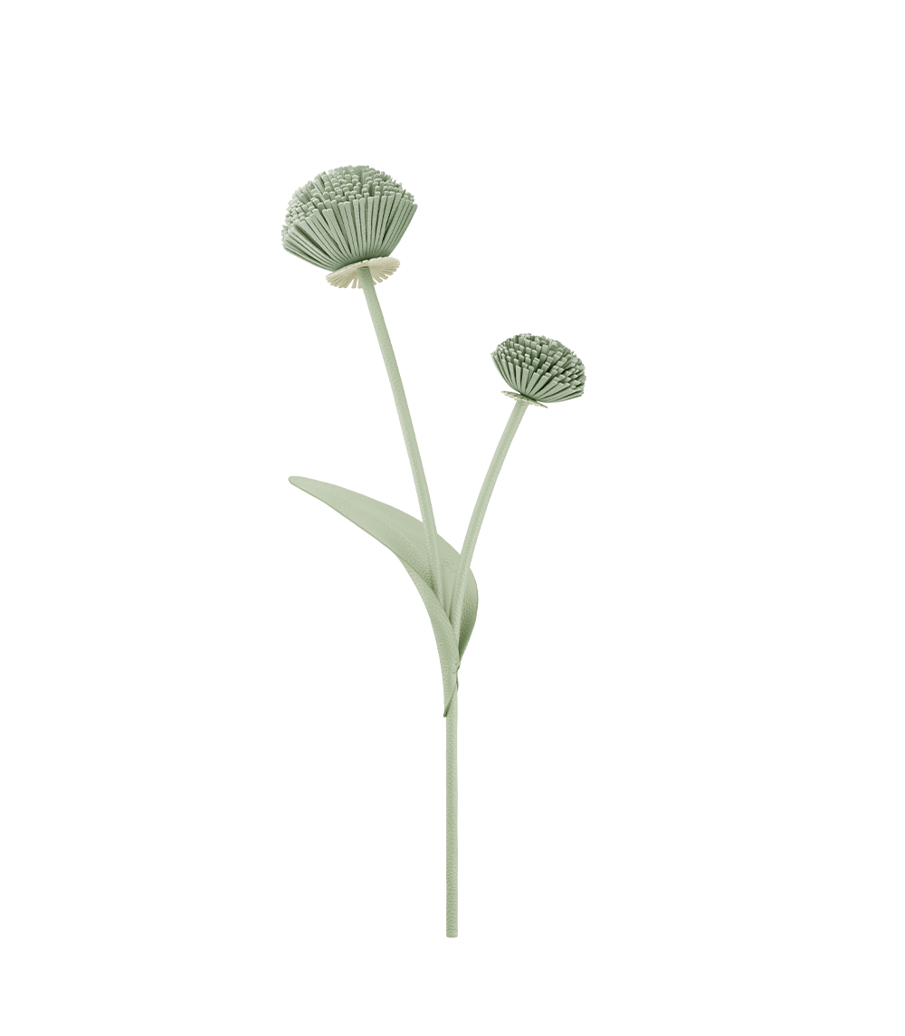 Blume Tul - Duo Mandel Fresh