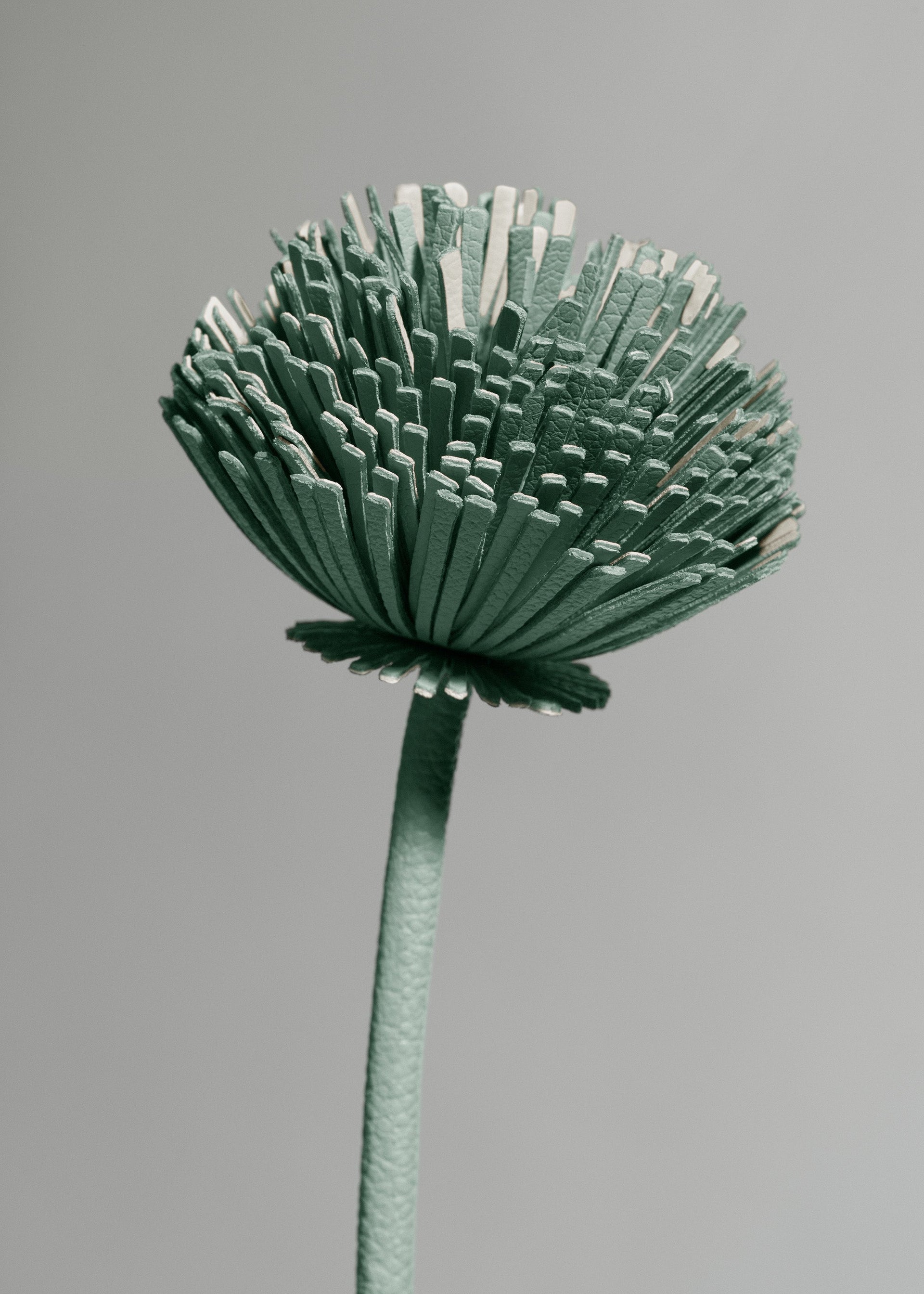 Blume Tul - Mandel Fresh