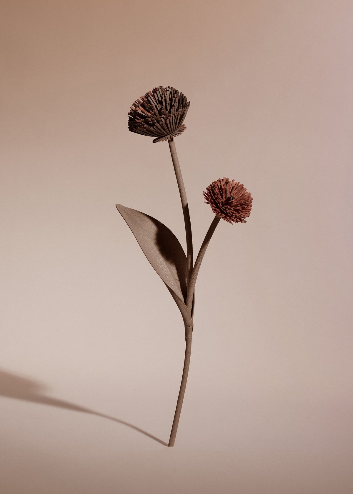 Blume Tul  - Wurzel