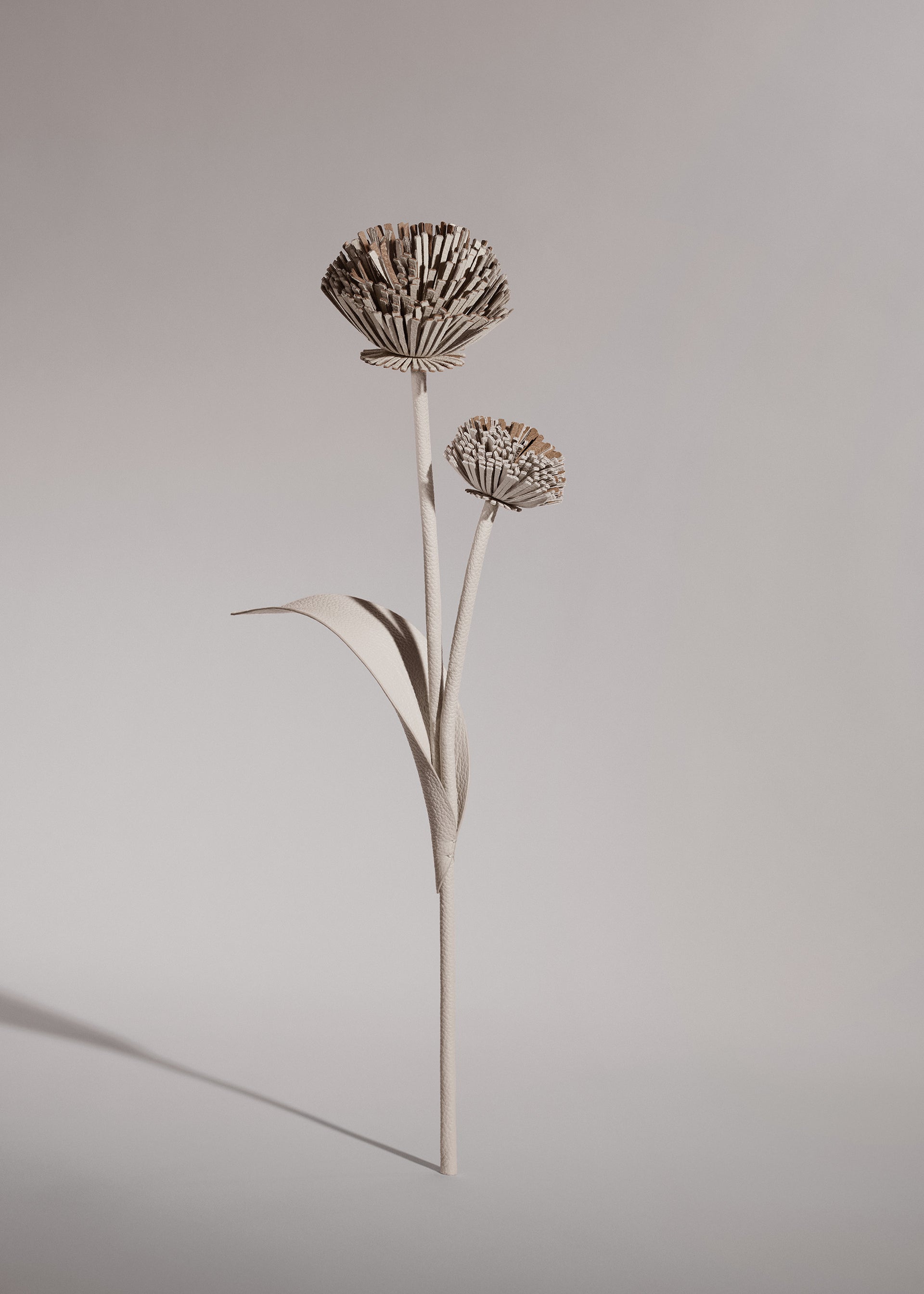 Blume Tul - Duo Kreide