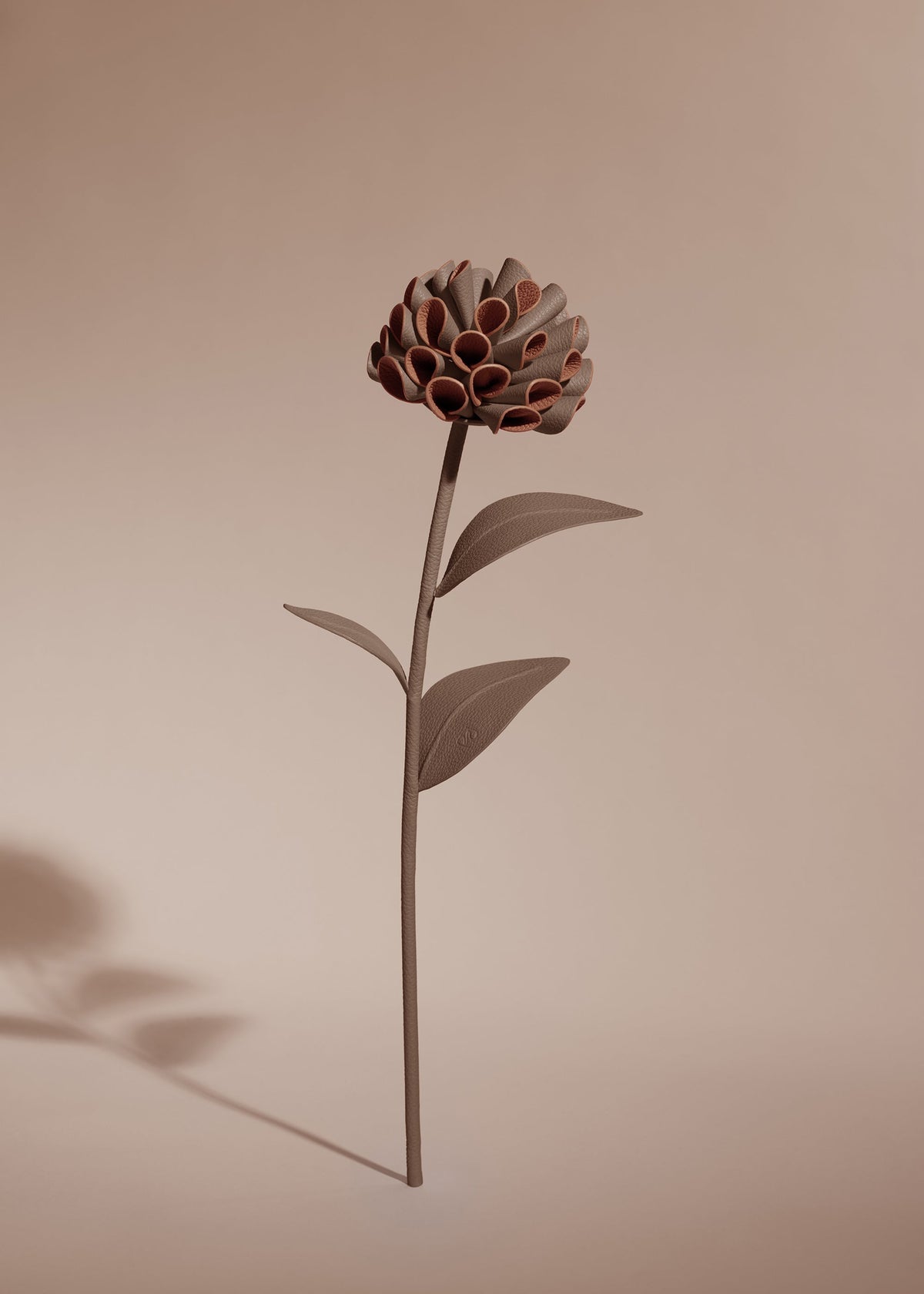 Blume Dalium  - Wurzel