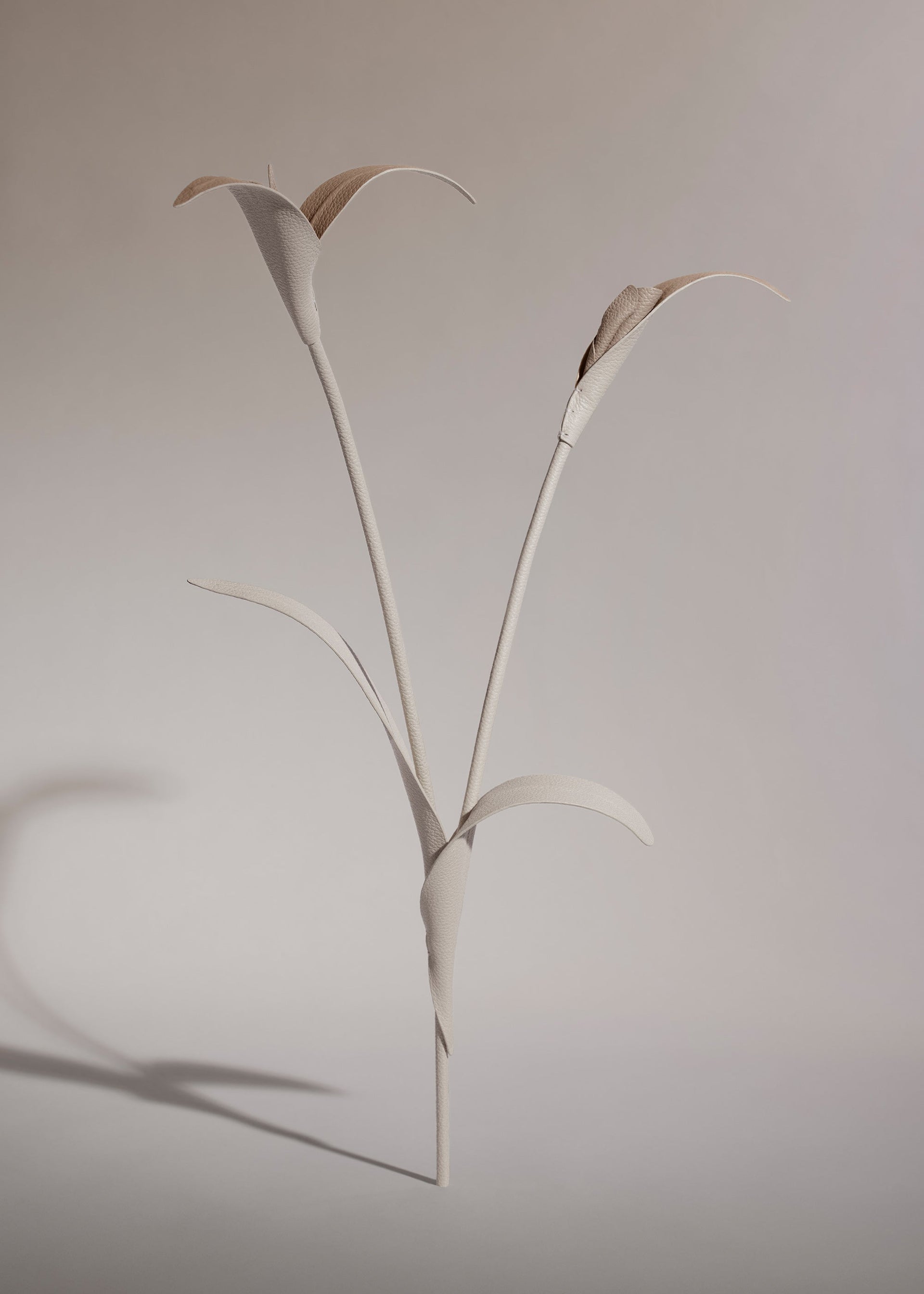 Blume Touka - Kreide