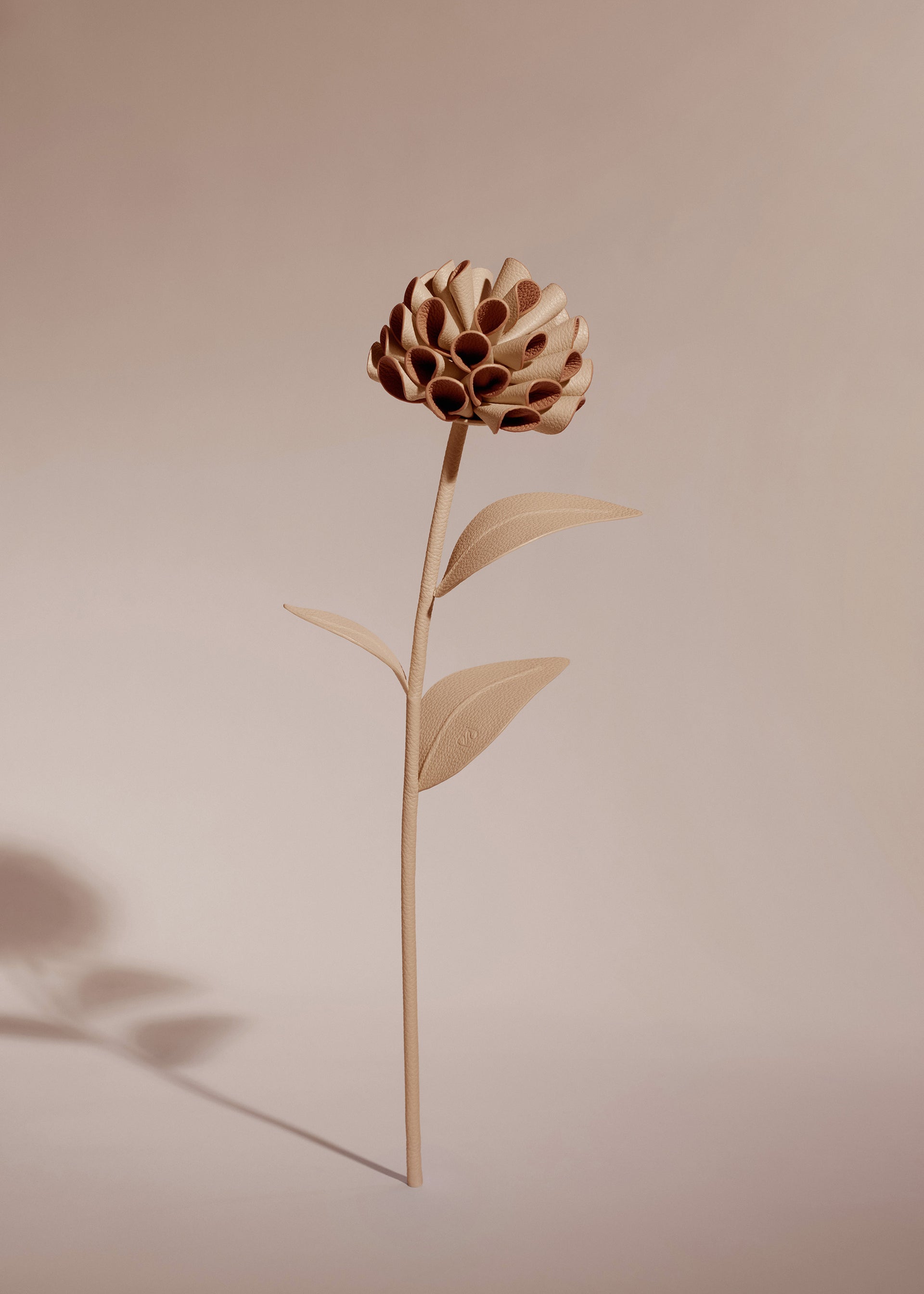 Blume Dalium - Duo Beige