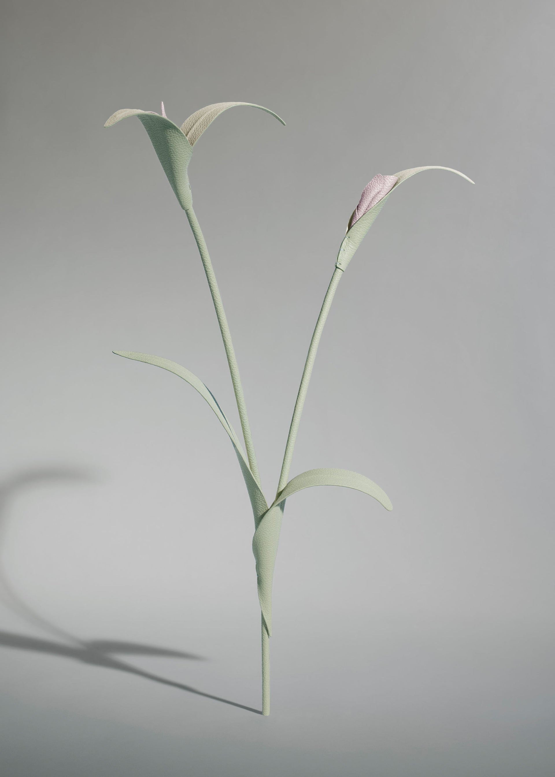 Blume Touka - Mandel Fresh