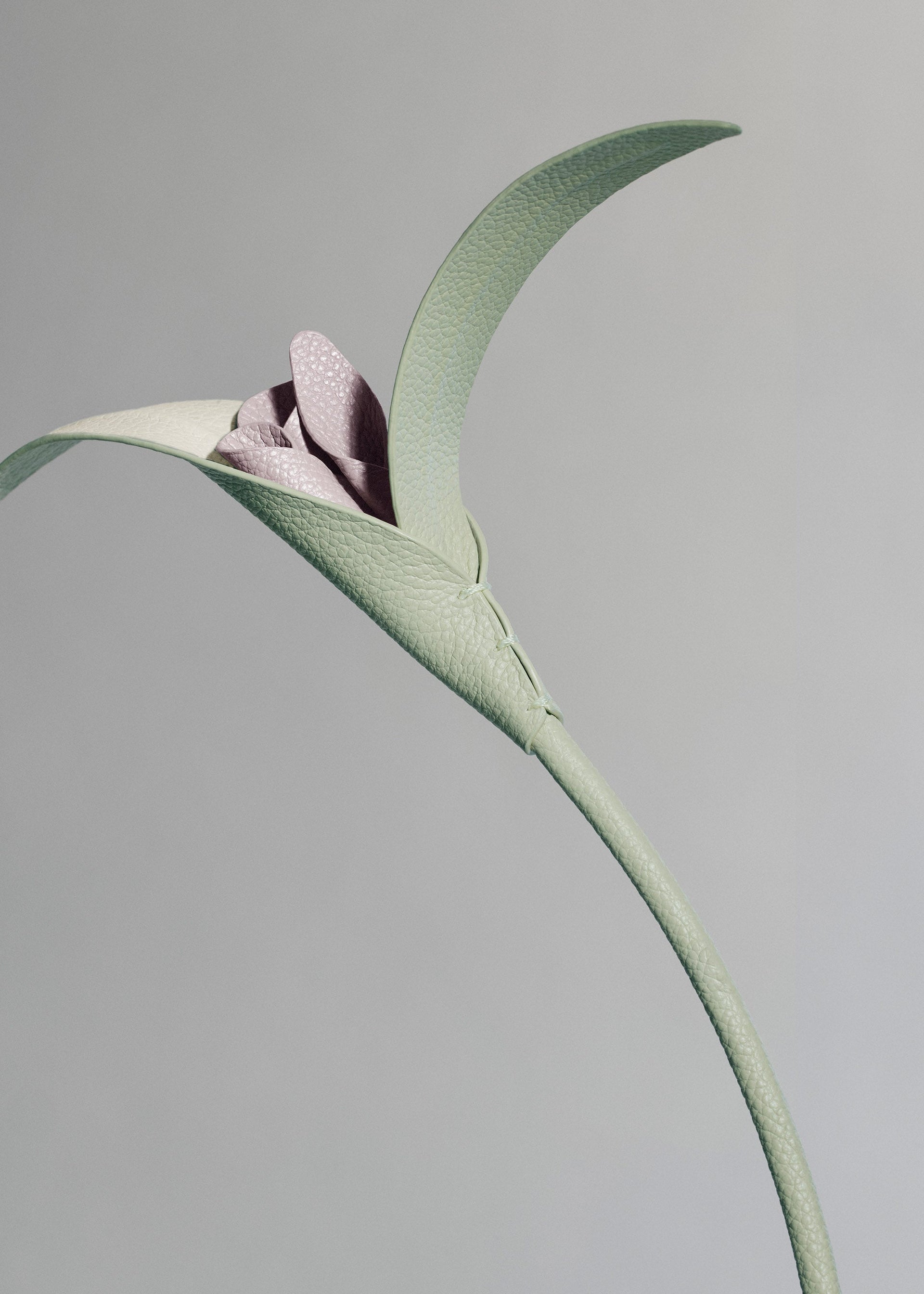 Blume Touka - Mandel Fresh