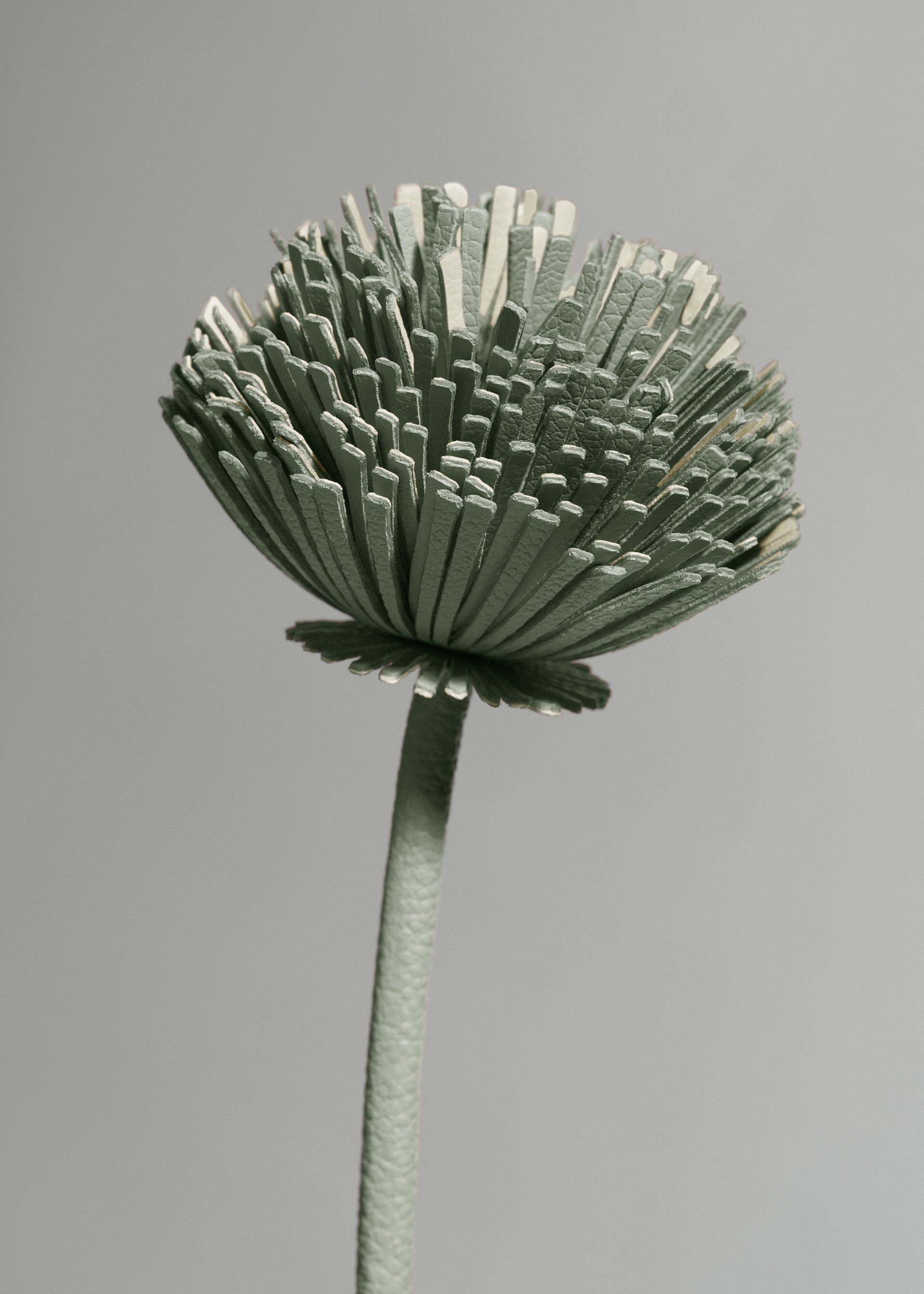Blume Tul - Duo Mandel Fresh