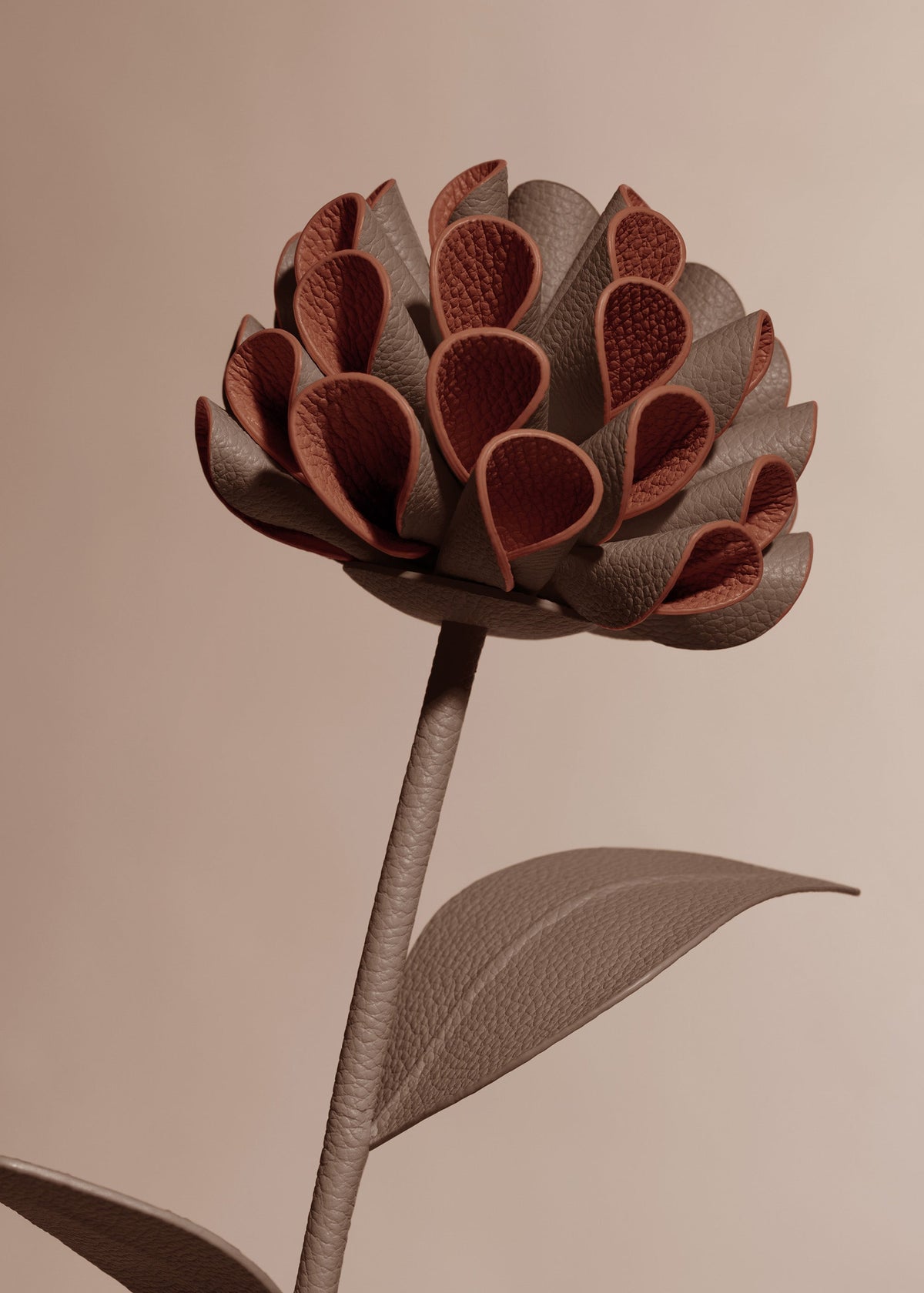 Blume Dalium  - Wurzel