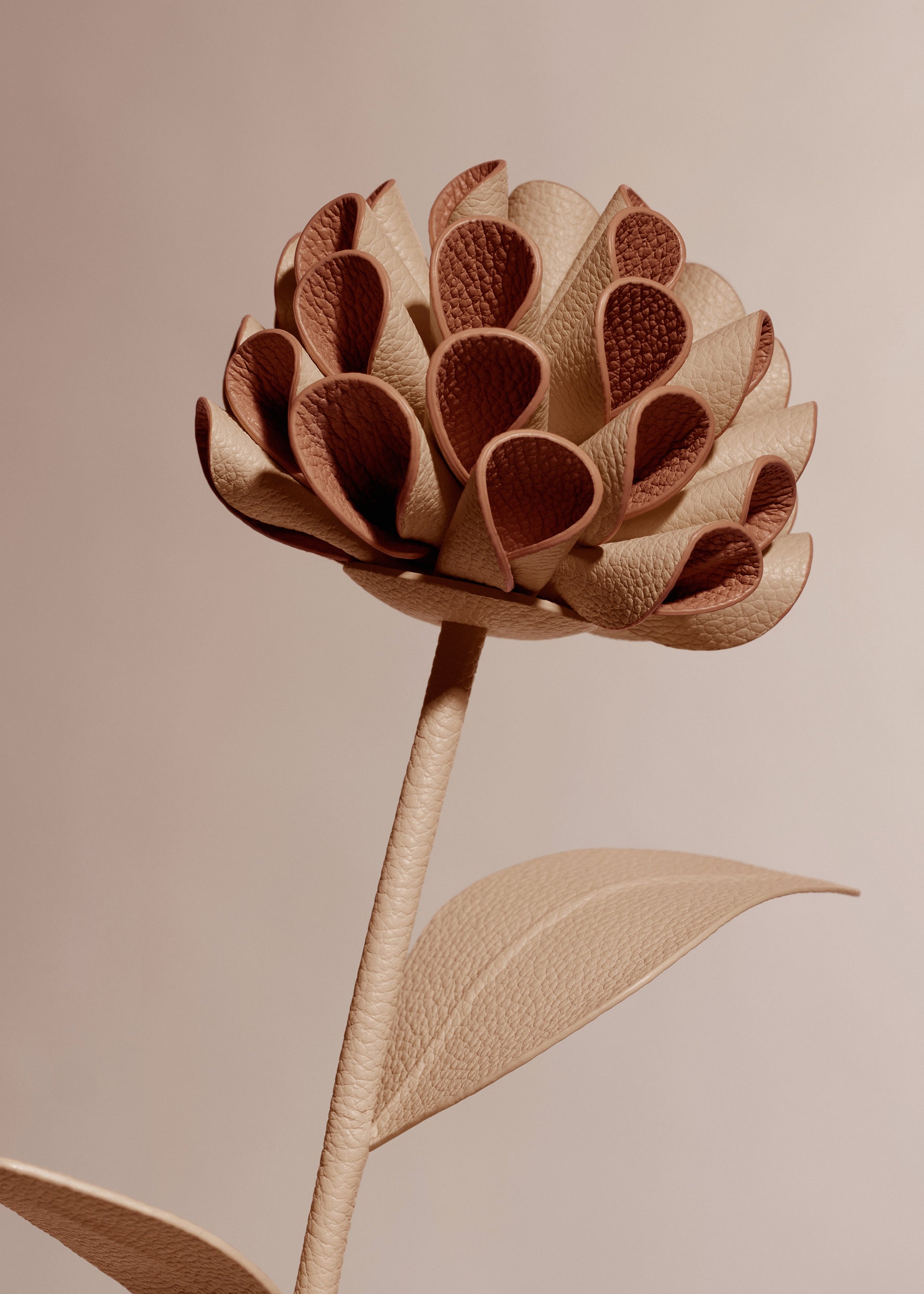 Blume Dalium - Duo Beige
