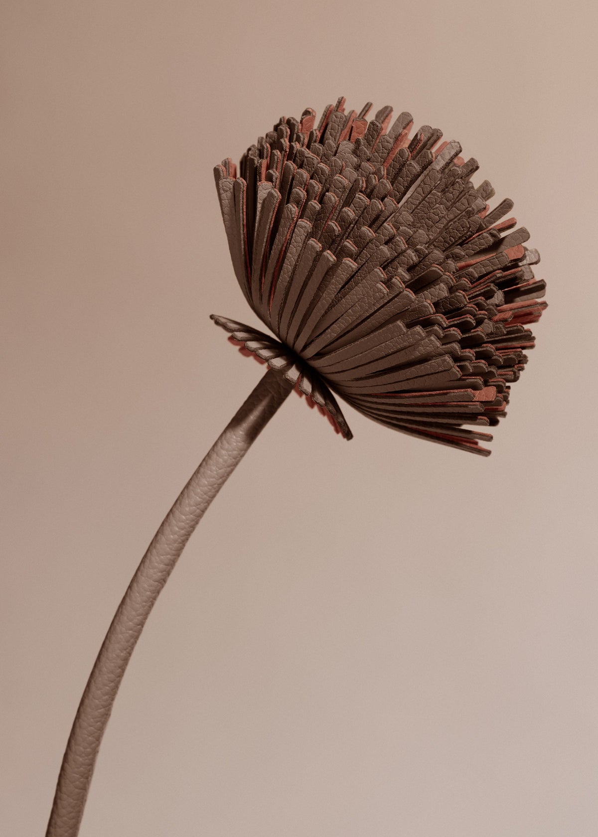 Blume Tul  - Wurzel