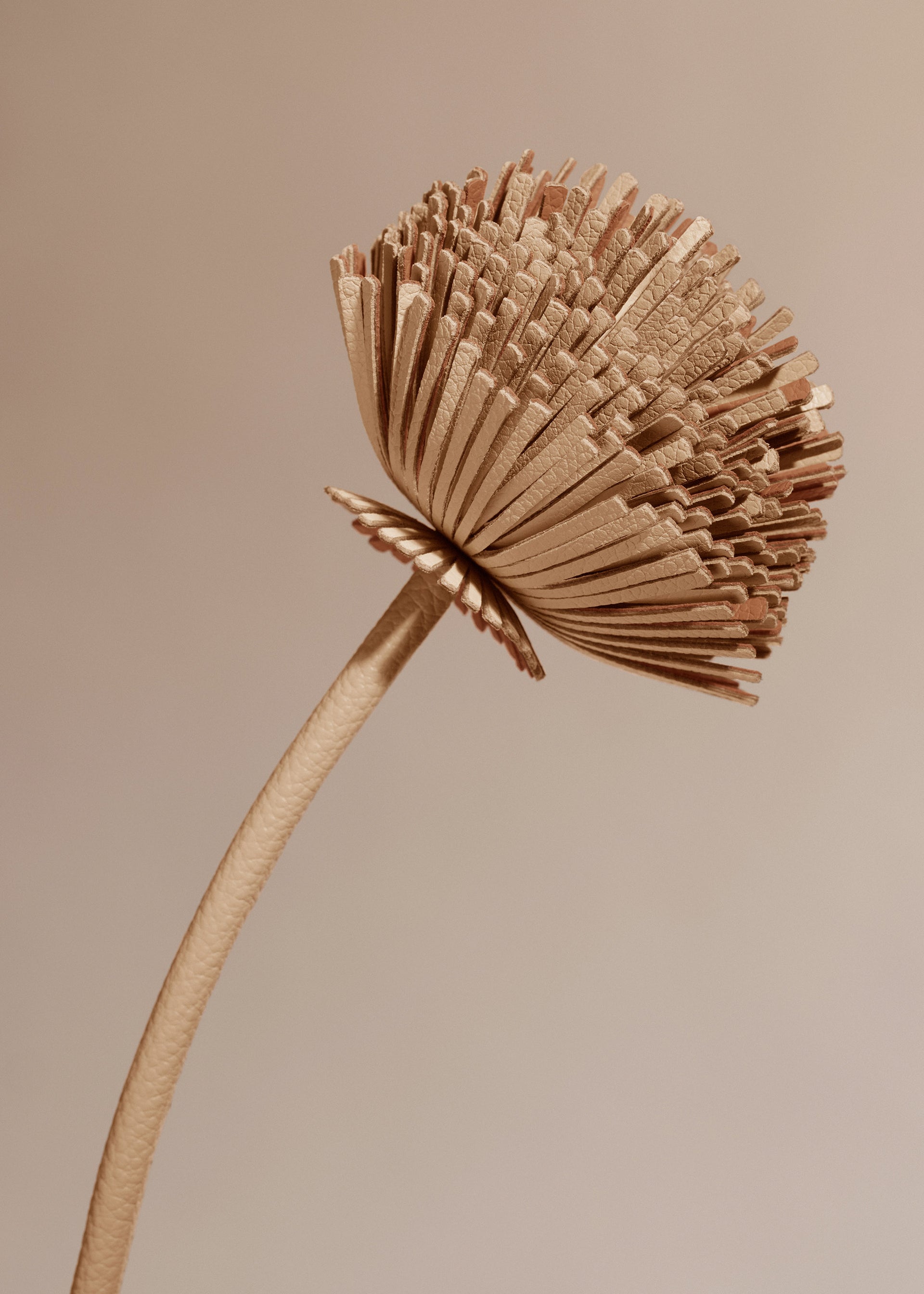 Blume Tul - Duo Beige