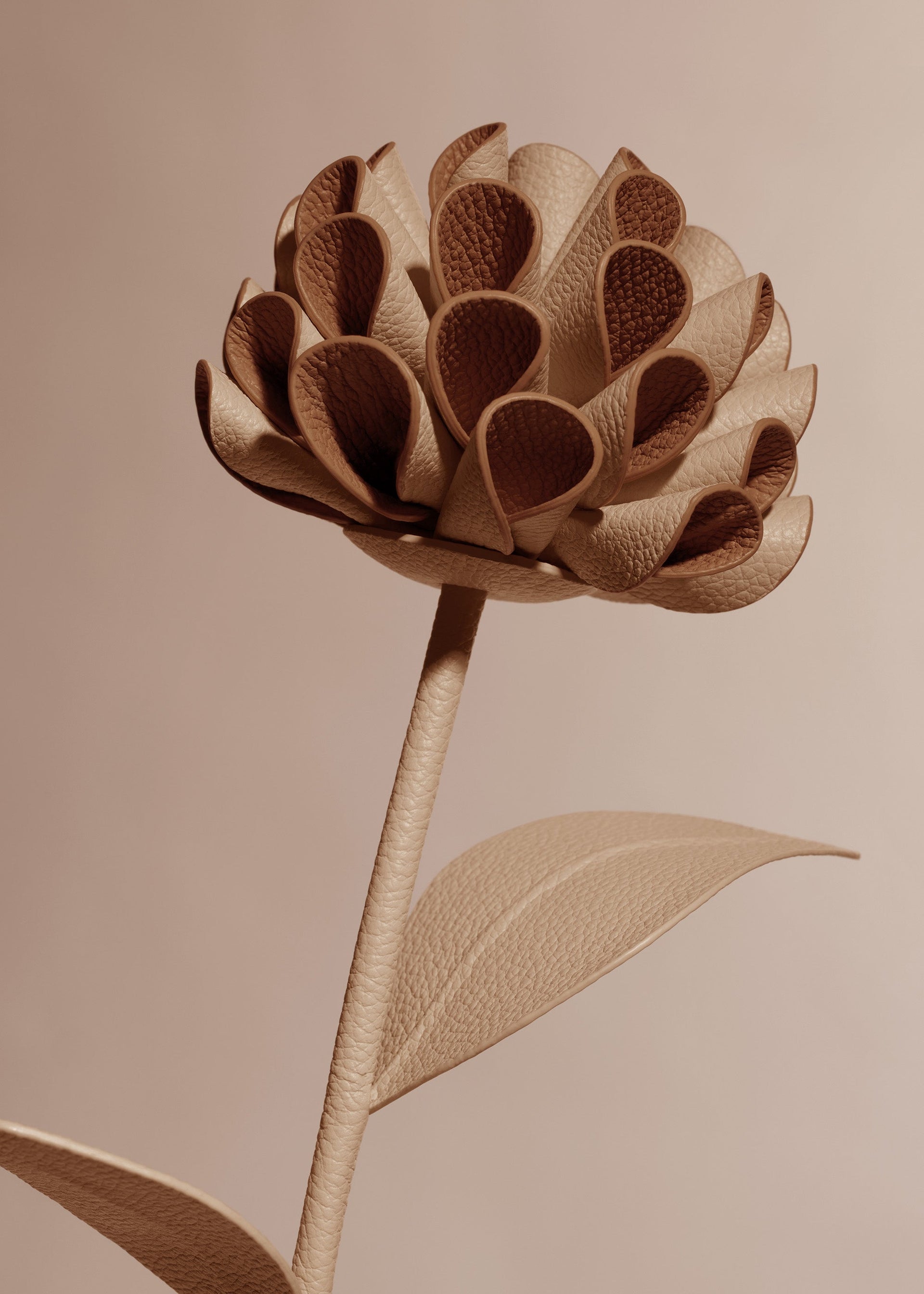 Blume Dalium - Beige