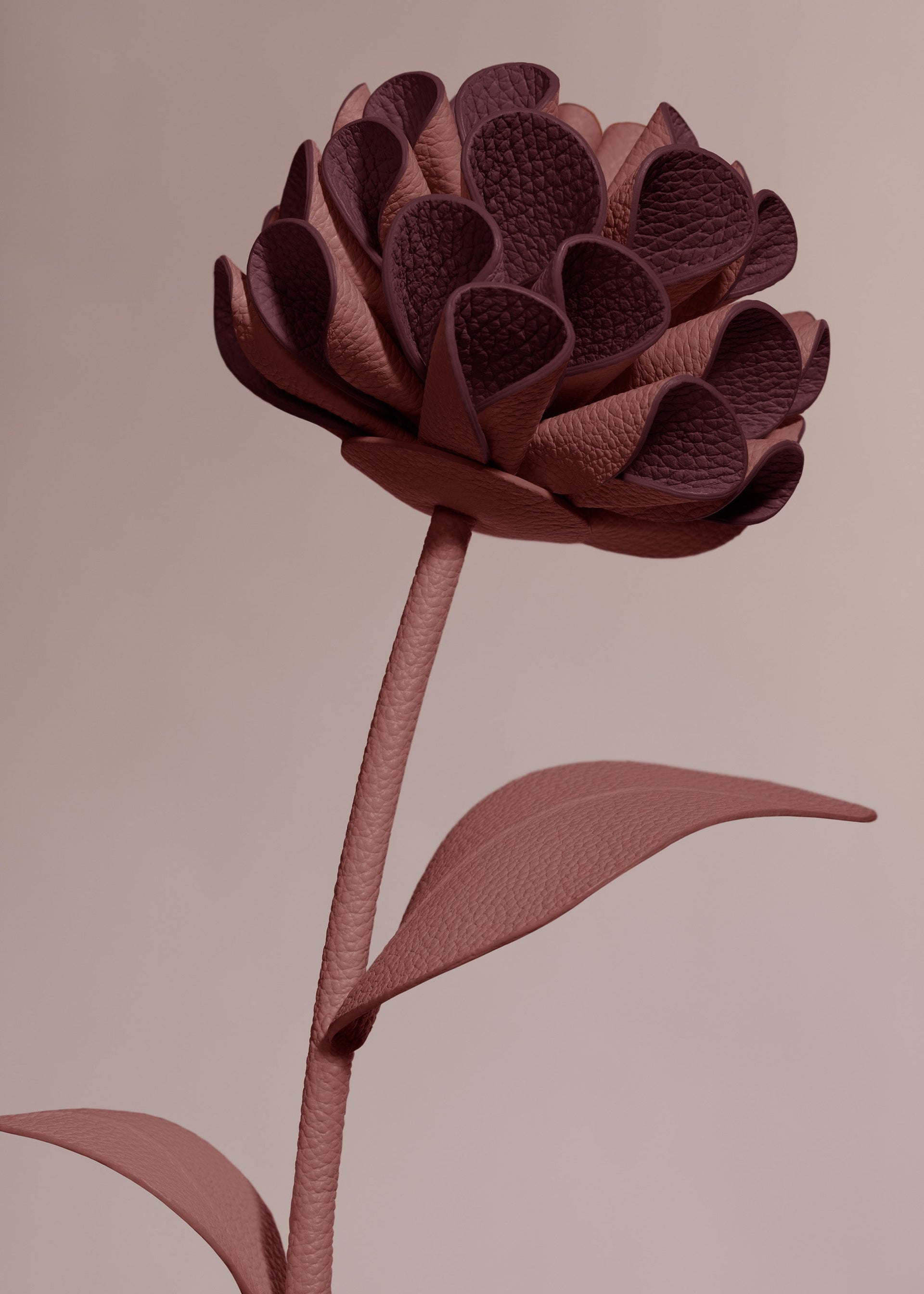 Blume Dalium - Lilac